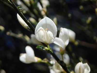 Cytisus multiflorus, photographed by Carminda Santos