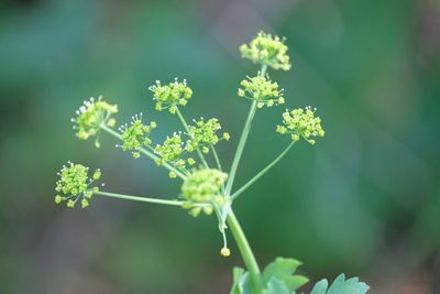 Lomatium californicum, photographed by Madeleine Claire