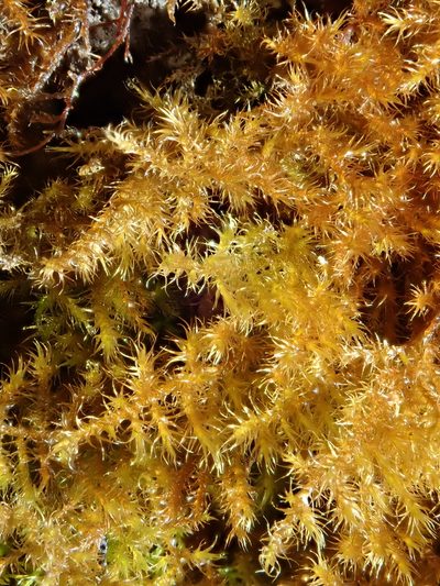 Campylium chrysophyllum, photographed by Christian Berg