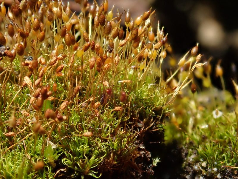 Weissia brachycarpa, photographed by Christian Berg
