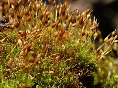 Weissia brachycarpa, photographed by Christian Berg