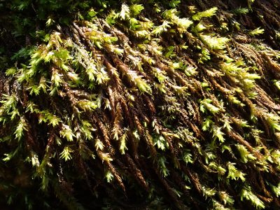 Rhynchostegium riparioides, photographed by Christian Berg