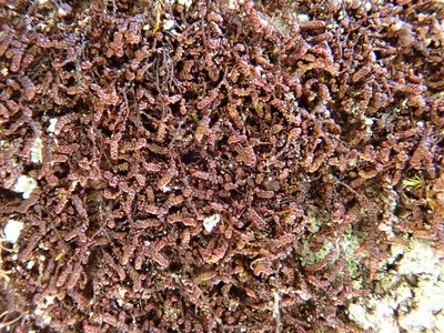 Frullania fragilifolia, photographed by Christian Berg