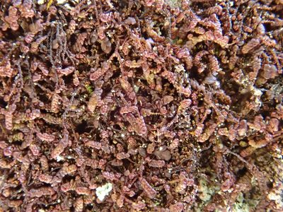 Frullania fragilifolia, photographed by Christian Berg