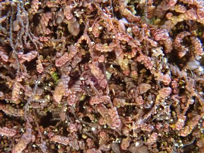 Frullania fragilifolia, photographed by Christian Berg