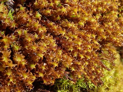 Geheebia ferruginea, photographed by Christian Berg
