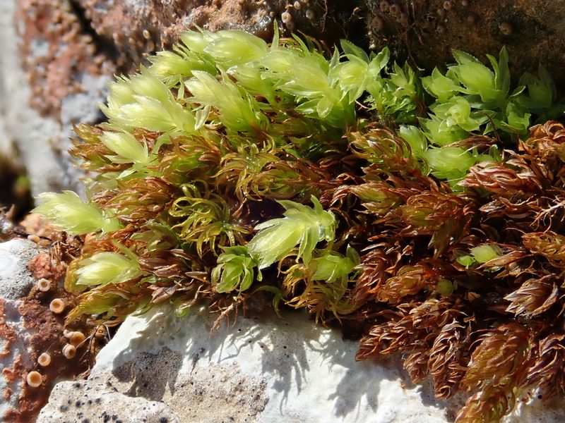 Mnium thomsonii, photographed by Christian Berg