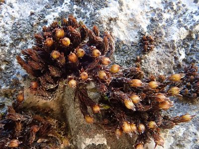 Orthotrichum cupulatum, photographed by Christian Berg