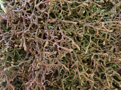 Frullania tamarisci, photographed by Christian Berg