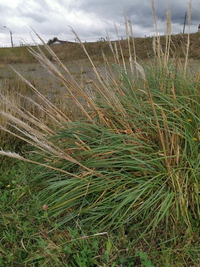 Cortaderia araucana, photographed by Inao Vasquez