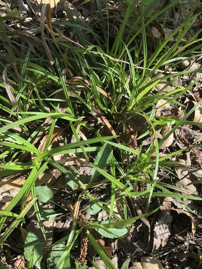 Carex abscondita, photographed by John Kees