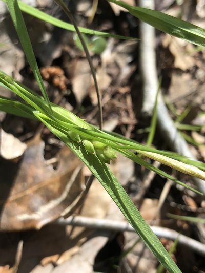Carex calcifugens, photographed by John Kees