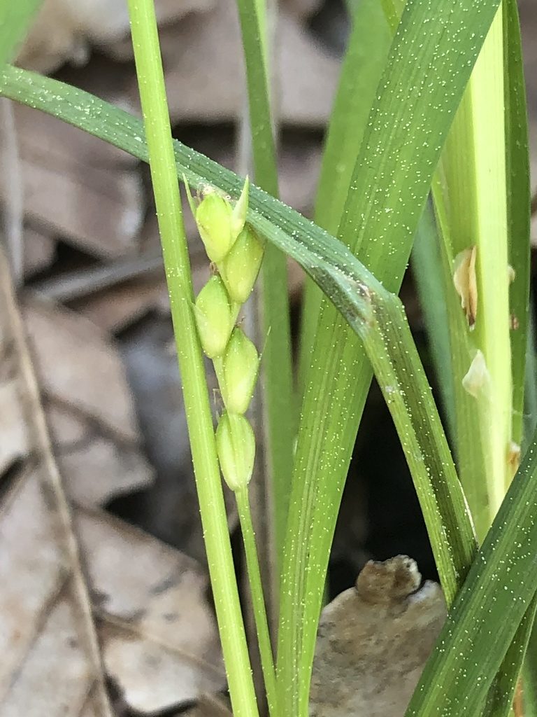 Carex calcifugens, photographed by John Kees