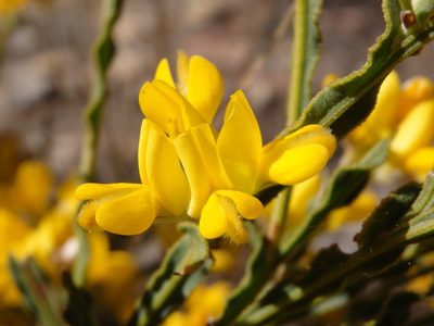 Genista tridentata, photographed by Carminda Santos