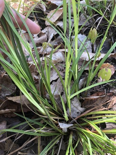 Carex godfreyi, photographed by John Kees