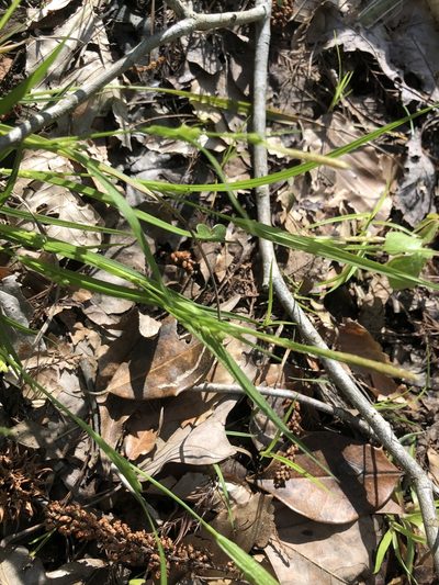 Carex godfreyi, photographed by John Kees