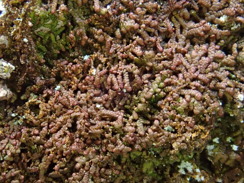 Frullania fragilifolia, photographed by Christian Berg