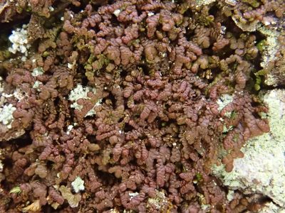 Frullania fragilifolia, photographed by Christian Berg