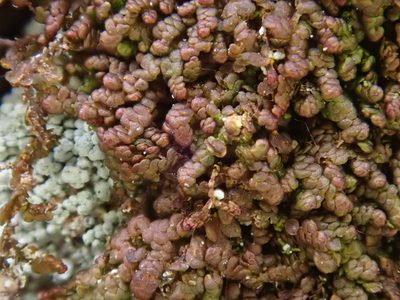 Frullania fragilifolia, photographed by Christian Berg