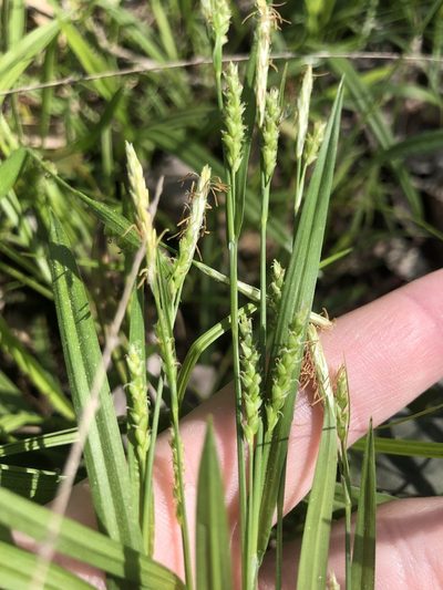 Carex gholsonii, photographed by John Kees
