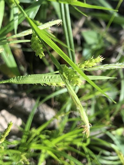 Carex gholsonii, photographed by John Kees