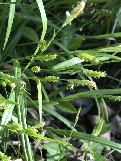Carex gholsonii, photographed by John Kees