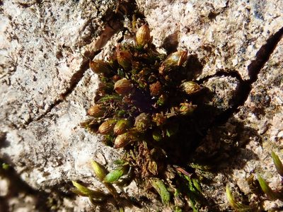 Orthotrichum pumilum, photographed by Christian Berg