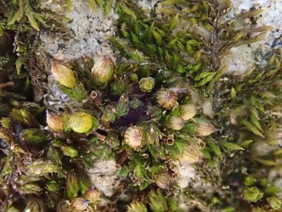 Orthotrichum pumilum, photographed by Christian Berg