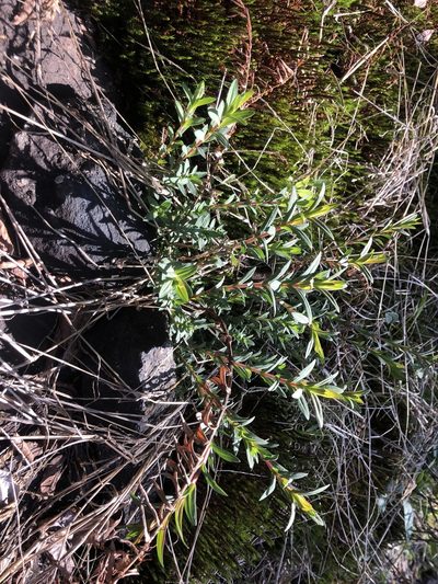 Hypericum radfordiorum, photographed by John Kees