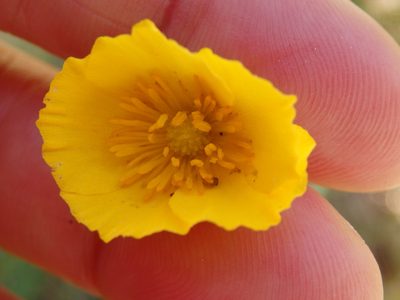 Ranunculus bupleuroides, photographed by Carminda Santos