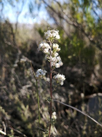 Eriocephalus capitellatus, photographed by Danie Palm