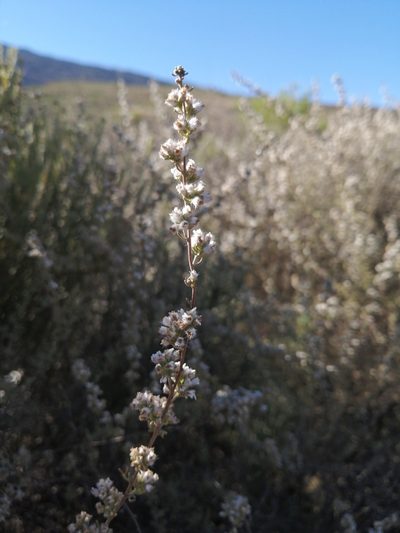 Eriocephalus capitellatus, photographed by Danie Palm