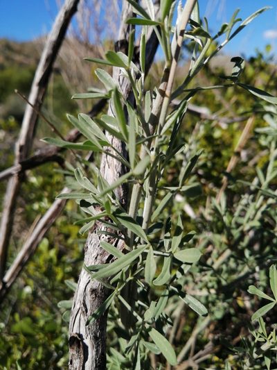 Calobota cytisoides, photographed by Danie Palm