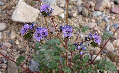 Phacelia bombycina, photographed by Andrew Tree