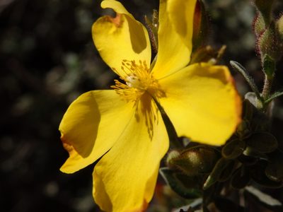 Cistus lasianthus, photographed by Carminda Santos
