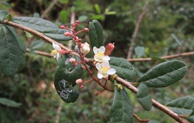 Serjania polyphylla, photographed by Brian Oakes Haiti Hunter