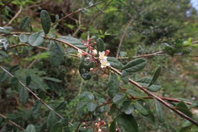 Serjania polyphylla, photographed by Brian Oakes Haiti Hunter
