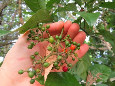 Psychotria carthagenensis, photographed by Victor Farjalla Pontes