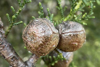 Hesperocyparis sargentii, photographed by Madeleine Claire