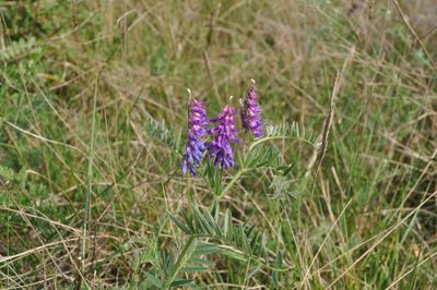Vicia incana, photographed by Josep Gesti