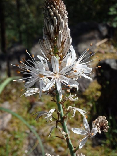 Asphodelus serotinus, photographed by Carminda Santos