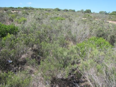 Pteronia oppositifolia, photographed by douglaseustonbrown