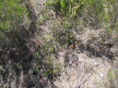 Pteronia oppositifolia, photographed by douglaseustonbrown
