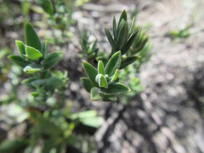Pteronia oppositifolia, photographed by douglaseustonbrown