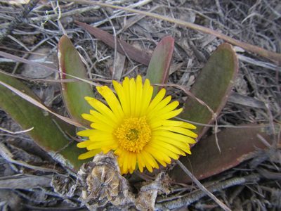 Glottiphyllum longum, photographed by douglaseustonbrown
