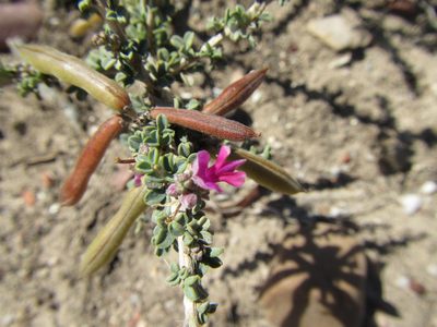 Indigofera nigromontana, photographed by douglaseustonbrown