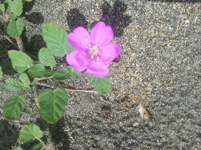 Okenia hypogaea, photographed by Obed Palagot Echavarria