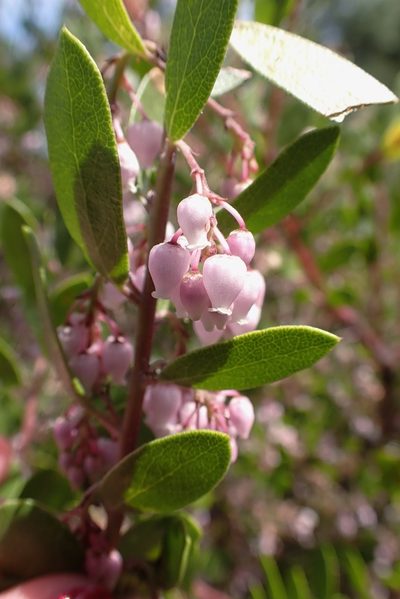 Arctostaphylos densiflora, photographed by Madeleine Claire