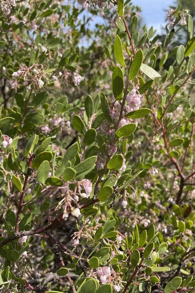 Arctostaphylos densiflora, photographed by Madeleine Claire