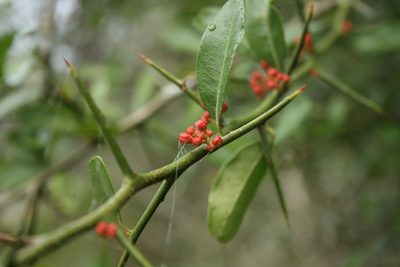 Castela coccinea, photographed by Patricio Cowper Coles